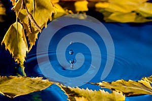 Leaves of birch over the water with ripples from the raindrops