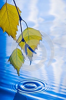 Leaves of birch over the water with ripples from the raindrops