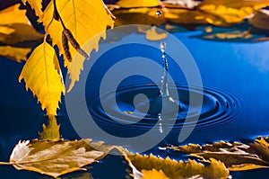 Leaves of birch over the water with ripples from the raindrops