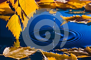 Leaves of birch over the water with ripples from the raindrops