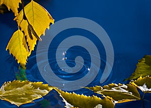 Leaves of birch over the water with ripples from the raindrops