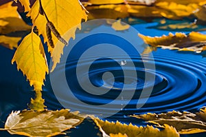 Leaves of birch over the water with ripples from the raindrops