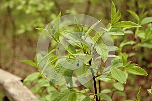 The leaves of the bird cherry tree with beautiful bugs