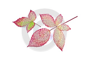 Leaves of blackberry isolated on a white background. Autumn leaf of blackberry. Red leaves