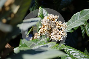 Leaves and flowers of nespolo giapponese Eriobotrya japonica photo