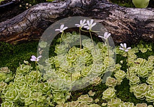 The Leaves and blossom of a Carnivorous Plant (Pinguecula Esseriana). Botanical Garden, KIT, Karlsruhe, Germany, Europe photo