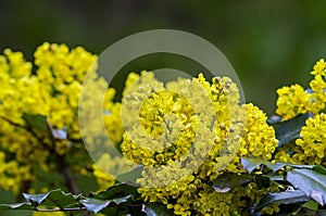 Leaves and blossom of Oregon-grape