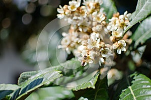 Leaves and flowers of nespolo giapponese Eriobotrya japonica photo