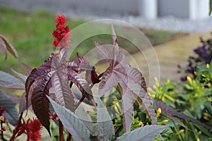 Leaves and blossoms of the poisonous castorbean (Ricinus communis)