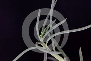 Leaves of a blue chalkstick, Curio repens photo
