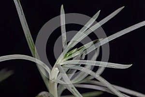 Leaves of a blue chalkstick, Curio repens photo