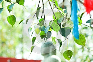 Leaves of the Bo tree in the temple