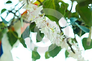 Leaves of the Bo tree in the temple with white flowers.