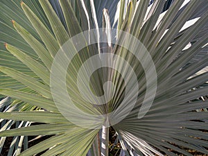 Leaves of a borassus palmyra palm tree