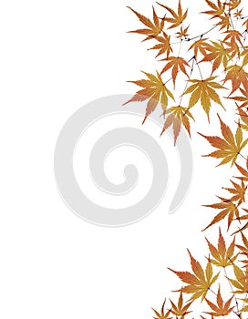 Leaves border isolated on white background photo