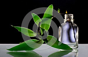 The leaves in the bottle on black background, light through green leaves