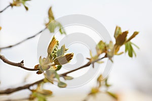 Leaves and bourgeons on the tree
