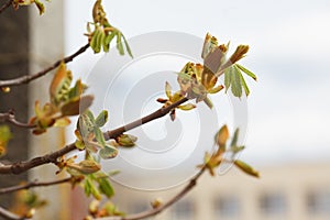 Leaves and bourgeons on the tree