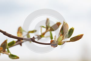 Leaves and bourgeons on the tree