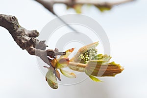 Leaves and bourgeons on the tree