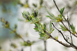 Leaves and bourgeons on the tree