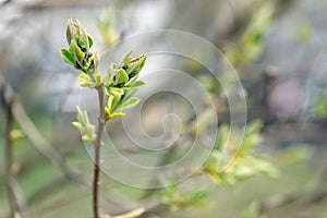 Leaves and bourgeons on the tree