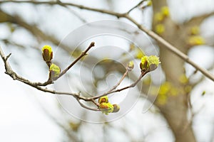 Leaves and bourgeons on the tree in spring