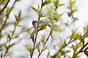 Leaves and bourgeons on the tree