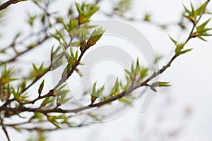 Leaves and bourgeons on the tree