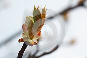 Leaves and bourgeons on the tree
