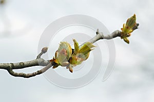 Leaves and bourgeons on the tree in spring