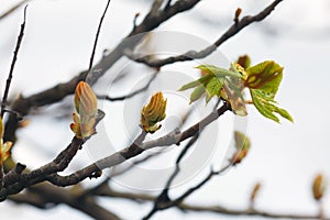 Leaves and bourgeons on the tree