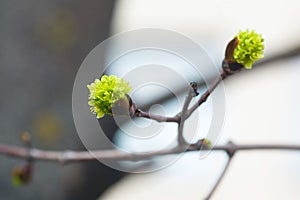 Leaves and bourgeons on the tree
