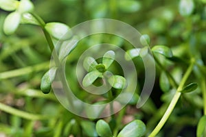 Leaves of brahmi herb, Bacopa monnieri