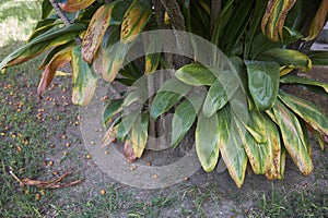 Leaves and branch of Cordyline brasiliensis