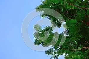 leaves on the branch have a blue sky background