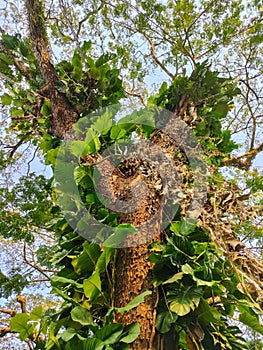 The leaves and branch of saman tree with blue sky, bottom-up view