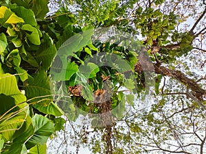 The leaves and branch of saman tree with blue sky, bottom-up view