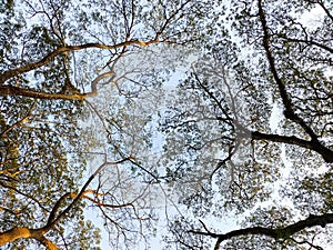 The leaves and branch of saman tree with blue sky, bottom-up view