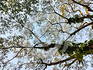 The leaves and branch of saman tree with blue sky, bottom-up view