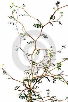 Leaves and branches