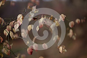 Leaves and branches in the autumn fores