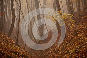 Leaves and branches in the autumn fores