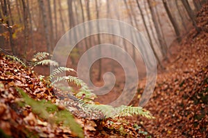 Leaves and branches in the autumn fores