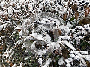 Leaves and branches in cold weather with frost and snow