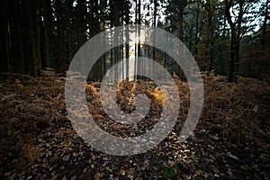 Leaves and branches covering the ground of a forest surrounded by trees in the autumn