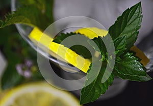 Leaves and branches of fresh green wild mint