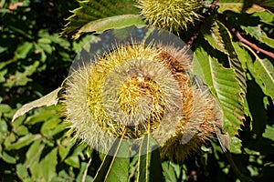 Entre Galhos: Growth of Urchins in the Chestnut Tree photo