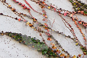 Leaves and branches of ivy clinging to a wall