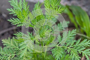 leaves and branches of mugwort annua or sweet wormwood that grows wild in the Argentine mountains